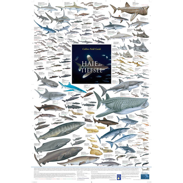 Bio-Poster "Haie der Tiefsee"